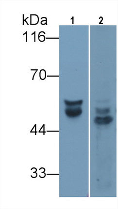 Angiotensinogen (AGT) Monoclonal Antibody - image 2