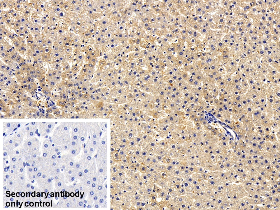 Western Blot; Sample: Lane1: Rat Serum; Lane2: Rat Liver lysate; Lane3: Rat Kidney lysate Primary Ab: 3ug/ml Mouse Anti-Rat AGT Antibody Second Ab: 0.2ug/mL HRP-Linked Caprine Anti-Mouse IgG Polyclonal Antibody