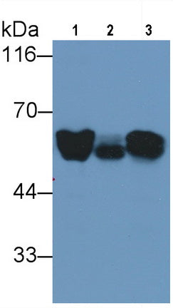 Angiotensinogen (AGT) Monoclonal Antibody - image 3