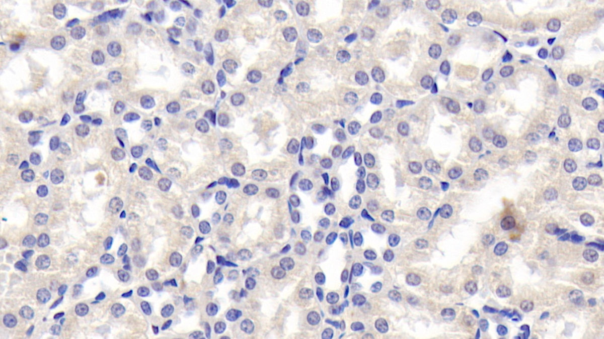 Angiotensinogen (AGT) Monoclonal Antibody - image 2