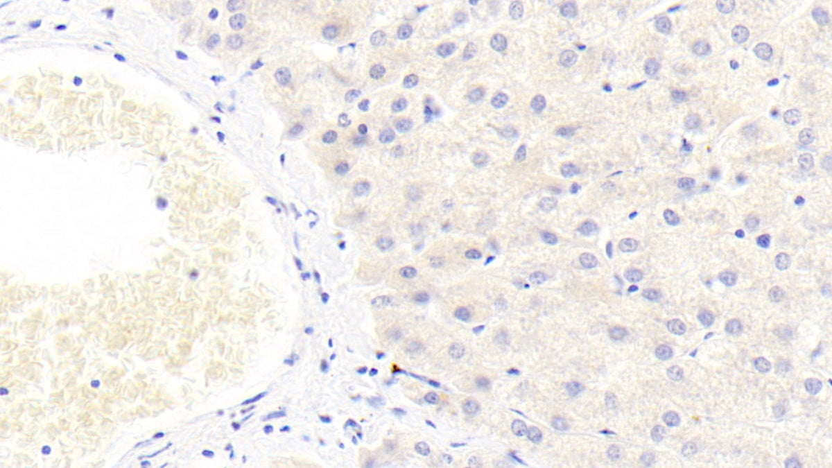 Histidine Rich Glycoprotein (HRG) Monoclonal Antibody - image 3