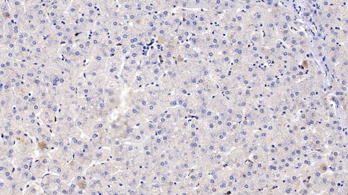 Cytochrome P450 1A2 (CYP1A2) Polyclonal Antibody - image 3