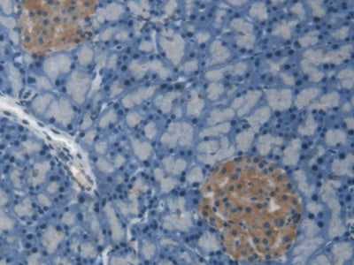 C-Peptide (CP) Monoclonal Antibody - image 2