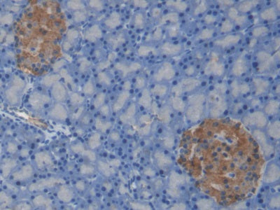 C-Peptide (CP) Monoclonal Antibody - image 2
