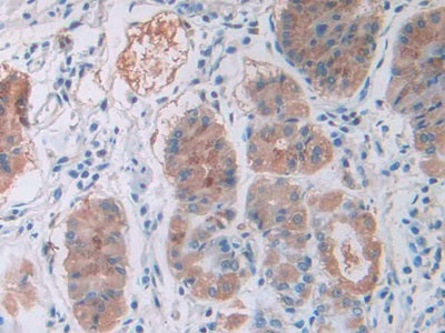 DAB staining on IHC-P; Sample: Human Stomach Tissue; Primary Ab: 40ug/ml Mouse Anti-Human CCK8 Antibody; Second Ab: 2ug/mL HRP-Linked Caprine Anti-Mouse IgG Polyclonal Antibody