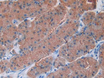 Cholecystokinin 8 (CCK8) Monoclonal Antibody - image 4