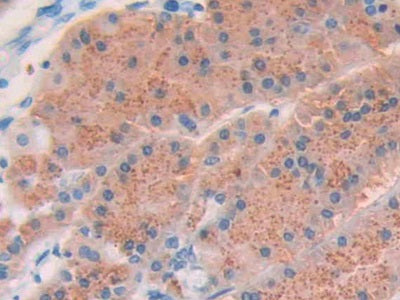 DAB staining on IHC-P; Sample: Human Pancreas Tissue; Primary Ab: 40ug/ml Mouse Anti-Human CCK8 Antibody; Second Ab: 2ug/mL HRP-Linked Caprine Anti-Mouse IgG Polyclonal Antibody