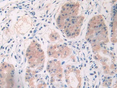 Cholecystokinin 8 (CCK8) Monoclonal Antibody - image 4
