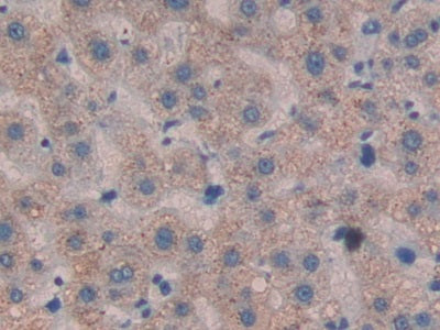 Cross Linked N-Telopeptide Of Type I Collagen (NTXI) Monoclonal Antibody - image 2
