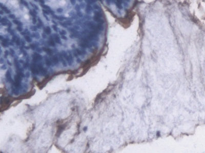Lipopolysaccharide (LPS) Monoclonal Antibody - image 3