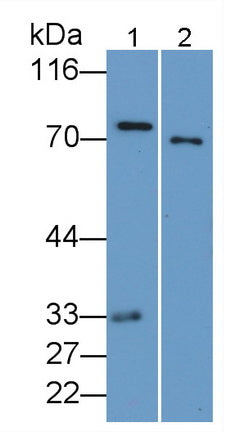 Coagulation Factor II (F2) Monoclonal Antibody - image 2