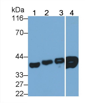 Lactate Dehydrogenase B (LDHB) Monoclonal Antibody - image 2