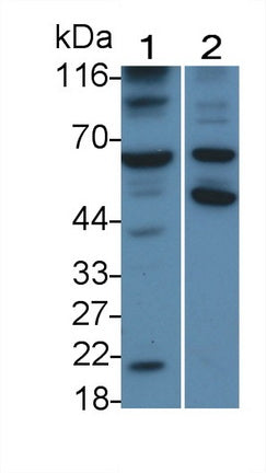 Caspase 8 (CASP8) Monoclonal Antibody - image 2