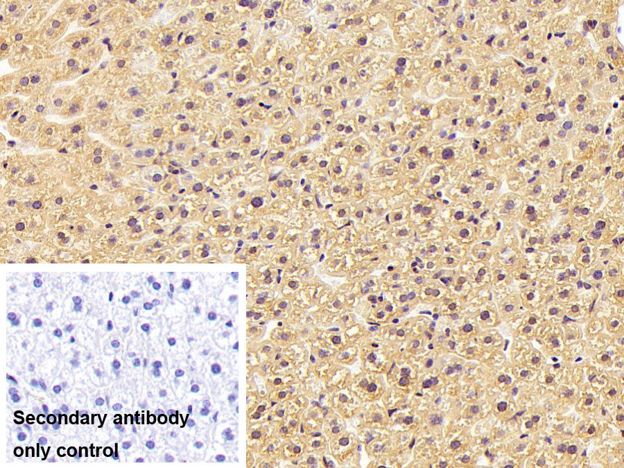 Apolipoprotein B100 (APOB100) Monoclonal Antibody - image 2