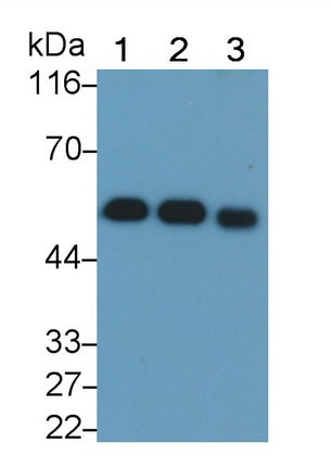 Vitamin D Binding Protein (DBP) Monoclonal Antibody - image 2