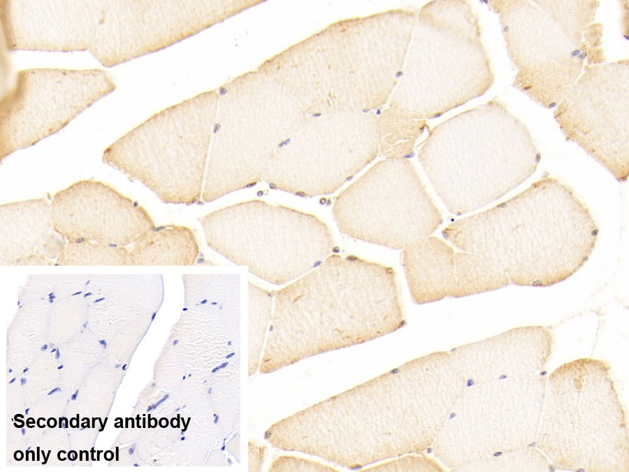 Hepatocyte Growth Factor Regulated Tyrosine Kinase Substrate (HGS) Polyclonal Antibody - image 3