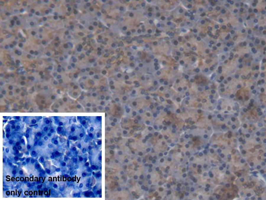 Western Blot; Samples: Lane1: Rat Liver lysate; Lane2: Mouse Liver lysate; Lane3: Porcine Liver lysate; Lane4: K562 cell lysate; Primary Ab: 0.1ug/ml Rabbit Anti-Human ALDH1A1 Antibody; Second Ab: 0.2ug/ml HRP-Linked Caprine Anti-Rabbit IgG Polyclonal Antibody