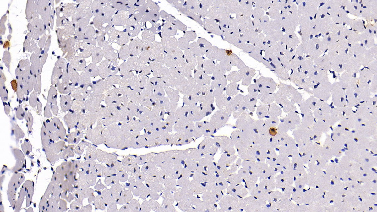 DAB staining on IHC-P; Sample: Rat Stomach Tissue; Primary Ab: 30ug/ml Mouse Anti-Human CCR7 Antibody; Second Ab: 2ug/mL HRP-Linked Caprine Anti-Mouse IgG Polyclonal Antibody