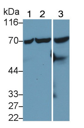 Heat Shock 70kDa Protein 1 Like Protein (HSPA1L) Monoclonal Antibody - image 2