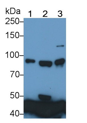 Transferrin Receptor (TFR) Monoclonal Antibody - image 2