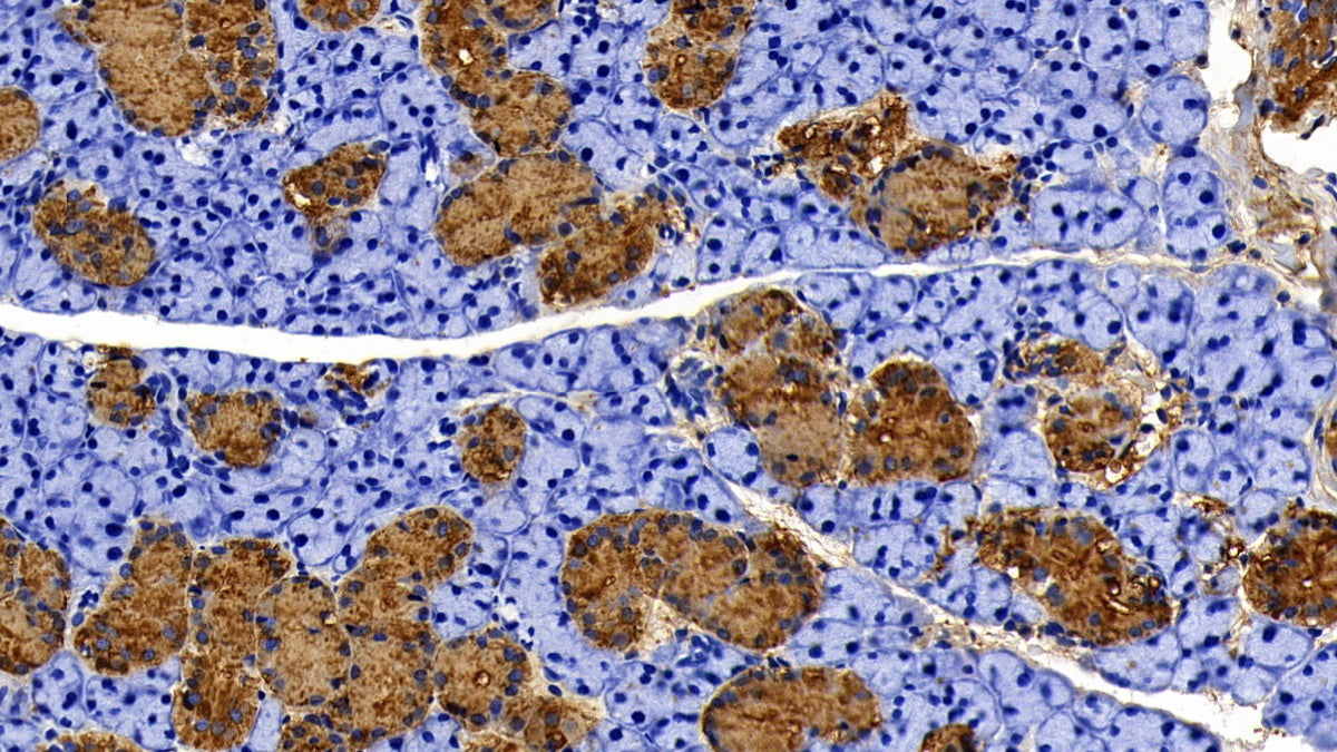 Western Blot; Sample: Rat Pancreas lysate Primary Ab: 0.8ug/ml Rabbit Anti-Rat KLK11 Antibody Second Ab: 0.2ug/mL HRP-Linked Caprine Anti-Rabbit IgG Polyclonal Antibody