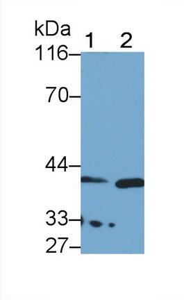 Western Blot; Sample: Mouse Pancreas lysate; Primary Ab: 0.8ug/ml Rabbit Anti-Rat KLK11 Antibody; Second Ab: 0.2ug/mL HRP-Linked Caprine Anti-Rabbit IgG Polyclonal Antibody