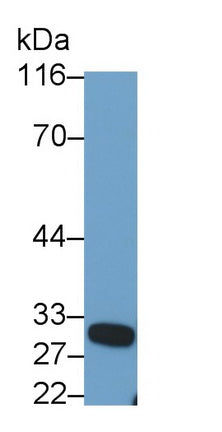 Kallikrein 11 (KLK11) Polyclonal Antibody - image 5
