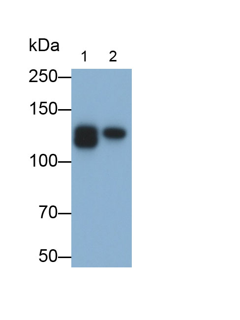 Sialic Acid Binding Ig Like Lectin 2 (CD22) Monoclonal Antibody - image 2