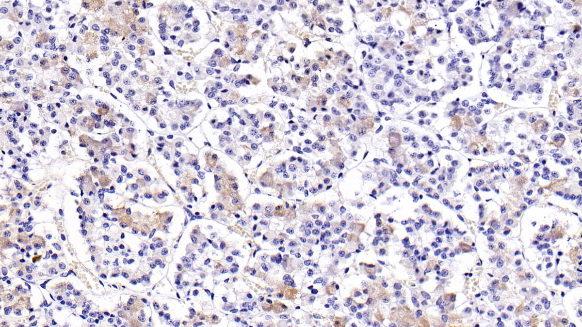 Luteinizing Hormone Beta Polypeptide (LHb) Monoclonal Antibody - image 2