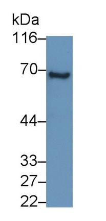 Prosaposin (PSAP) Monoclonal Antibody - image 2