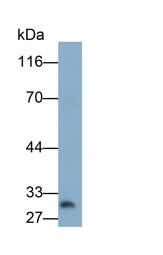 Adiponectin (ADPN) Monoclonal Antibody - image 2