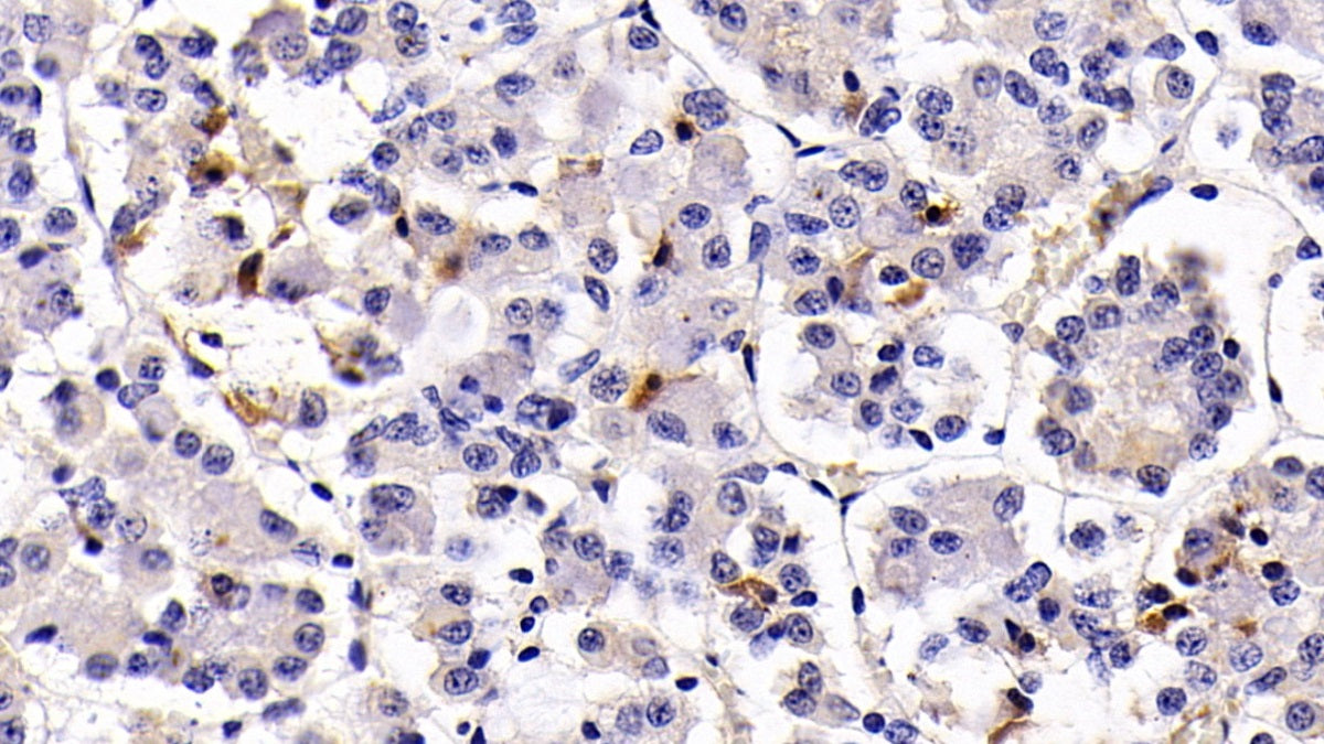 Prolactin (PRL) Monoclonal Antibody - image 2