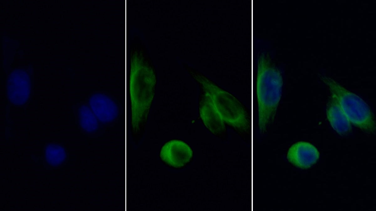 FITC staining on IF; Sample: Human Hela cell; Primary Ab: 30ug/ml Mouse Anti-Mouse HSPA5 Antibody; Second Ab: 2ug/ml FITC-Linked Caprine Anti-Mouse IgG Polyclonal Antibody
