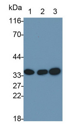 Annexin A4 (ANXA4) Monoclonal Antibody - image 2
