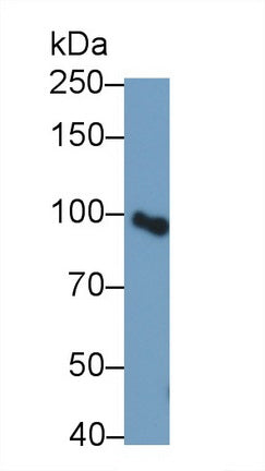 Toll Like Receptor 2 (TLR2) Polyclonal Antibody - image 2
