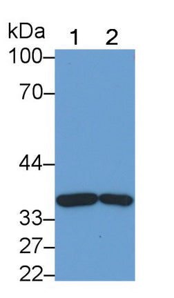 Annexin A3 (ANXA3) Monoclonal Antibody - image 2