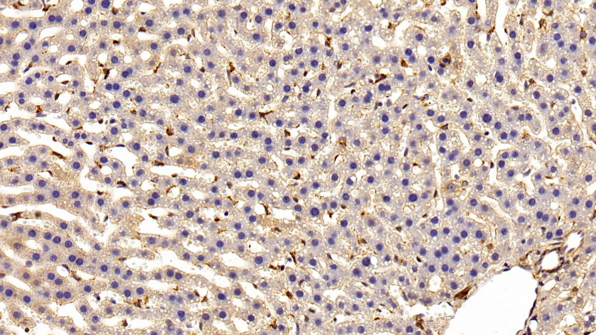 DAB staining on IHC-P; Sample: Rat Lung Tissue; Primary Ab: 20ug/ml Mouse Anti-Hamster GSTp Antibody; Second Ab: 2ug/mL HRP-Linked Caprine Anti-Mouse IgG Polyclonal Antibody