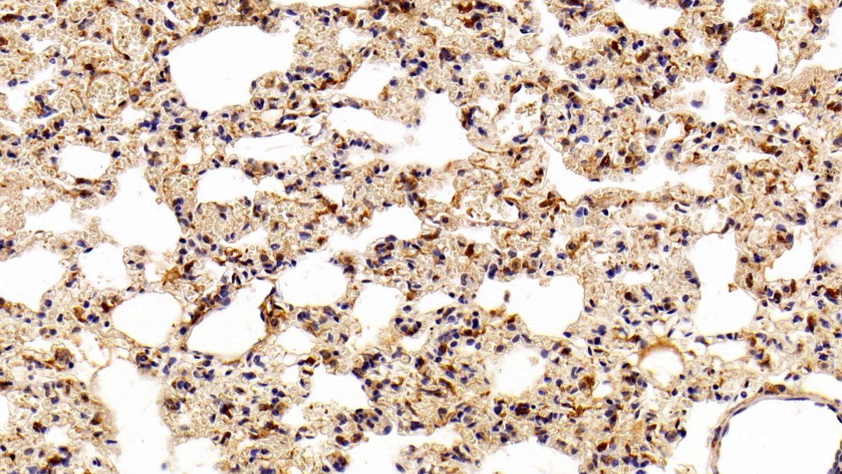 DAB staining on IHC-P; Sample: Rat Kidney Tissue; Primary Ab: 20ug/ml Mouse Anti-Hamster GSTp Antibody; Second Ab: 2ug/mL HRP-Linked Caprine Anti-Mouse IgG Polyclonal Antibody