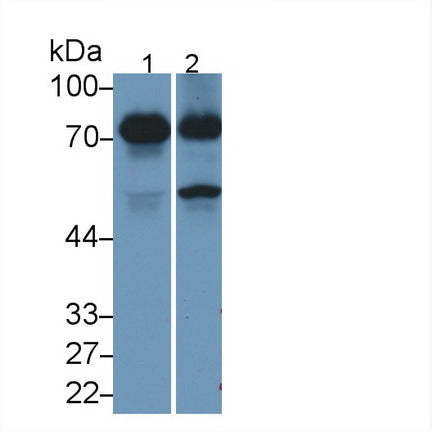 Dystrophin (DMD) Monoclonal Antibody - image 2