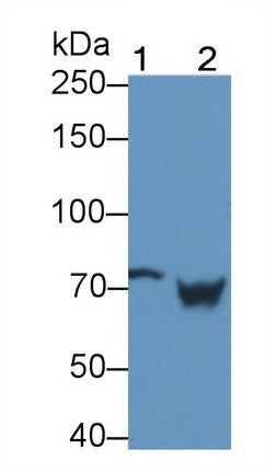 Transglutaminase 2 (TGM2) Monoclonal Antibody - image 2