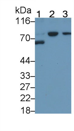 Matrix Metalloproteinase 2 (MMP2) Monoclonal Antibody - image 2