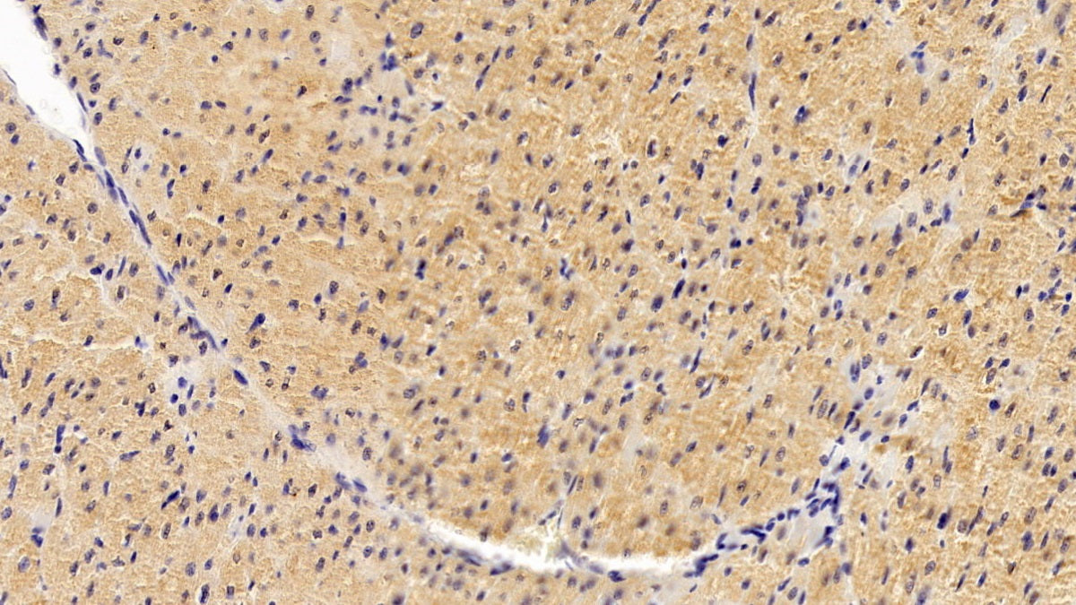 Wolfram Syndrome Protein 1 (WFS1) Monoclonal Antibody - image 2