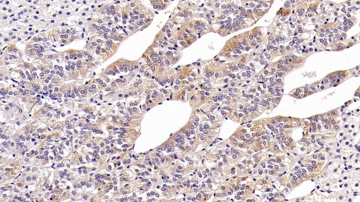 DAB staining on IHC-P; Sample: Rabbit Pancreas Tissue; Primary Ab: 10ug/ml Mouse Anti-Rabbit CLU Antibody; Second Ab: 2ug/mL HRP-Linked Caprine Anti-Mouse IgG Polyclonal Antibody