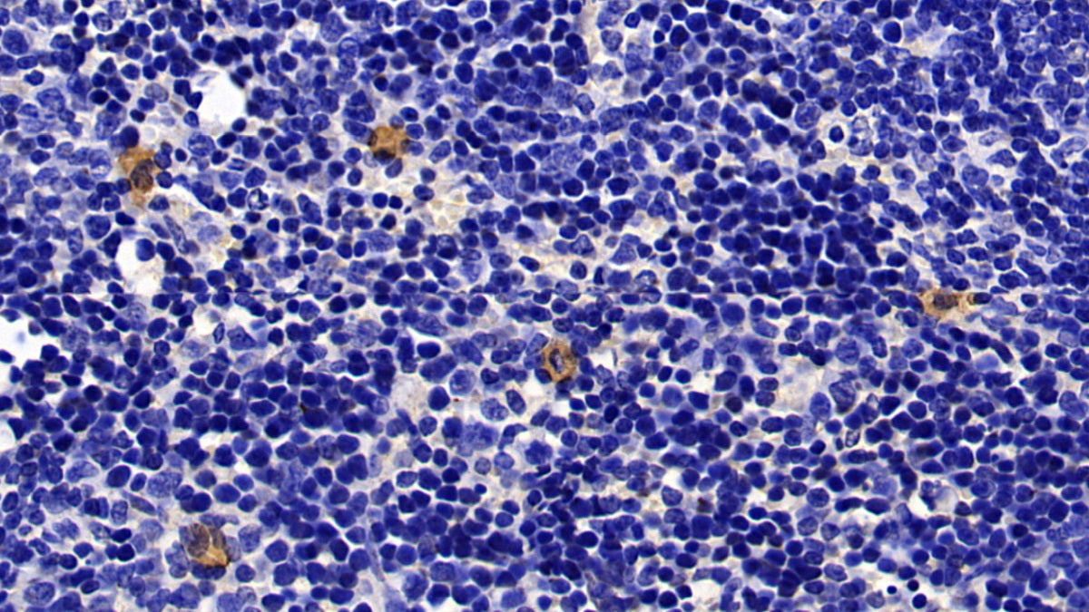 Western Blot; Sample: Rat Lung lysate Primary Ab: 0.1ug/ml Mouse Anti-Mouse GZMK Antibody Second Ab: 0.2ug/mL HRP-Linked Caprine Anti-Mouse IgG Polyclonal Antibody