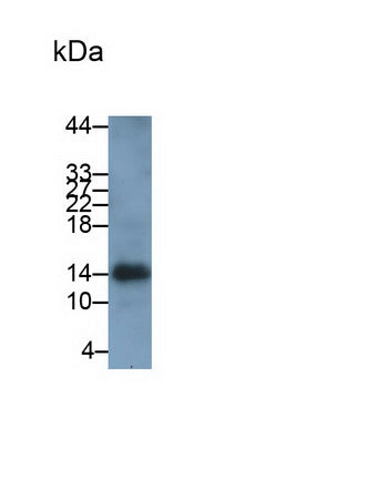 Ionized Calcium-binding Adapter Molecule 1 (IBA1) Monoclonal Antibody - image 2