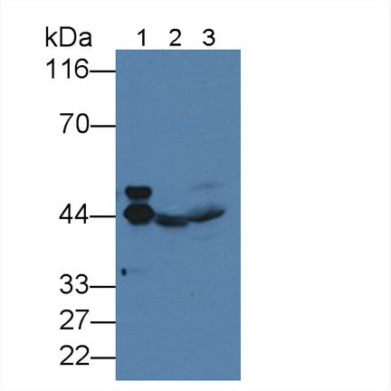 Alpha-2-Glycoprotein 1, Zinc Binding (aZGP1) Monoclonal Antibody - image 2