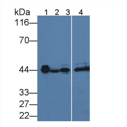 Alpha-2-Glycoprotein 1, Zinc Binding (aZGP1) Monoclonal Antibody - image 2