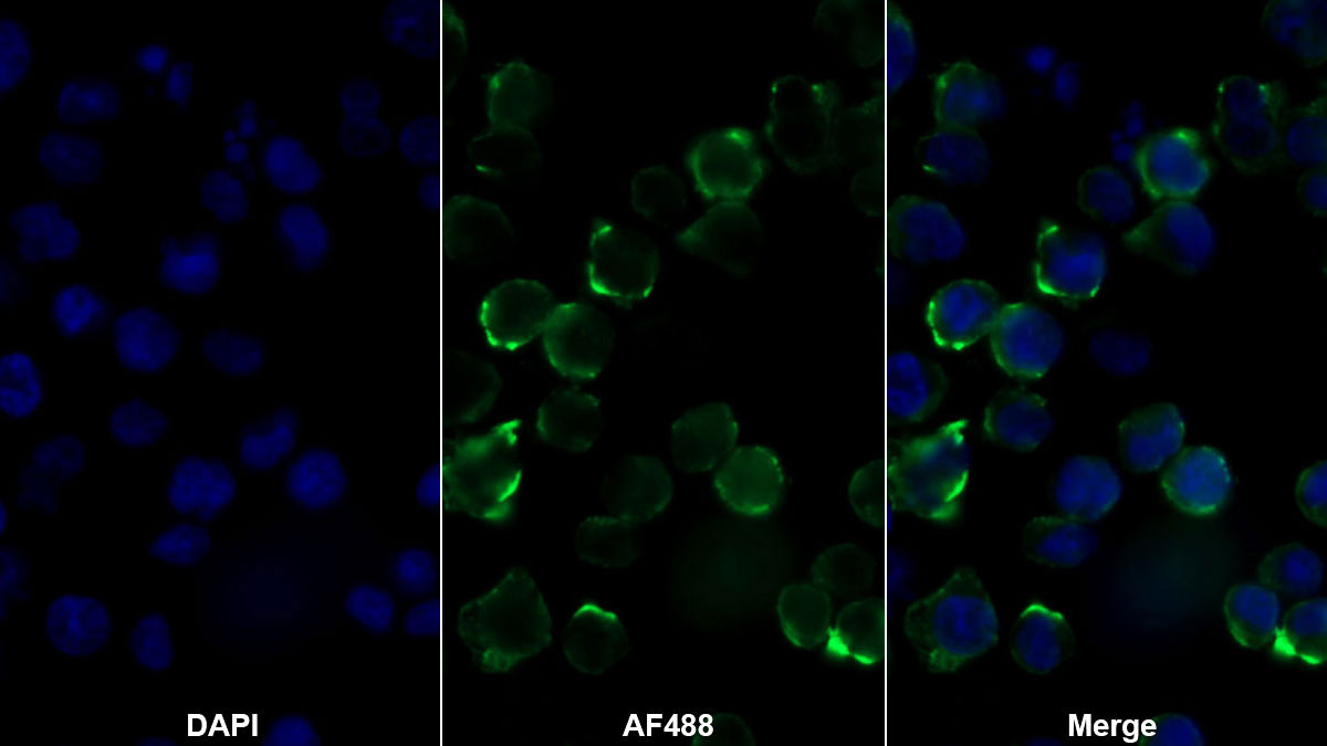 Western Blot; Sample: Porcine Thymus lysate Primary Ab: 0.4ug/ml Mouse Anti-Human CD226 Antibody Second Ab: 0.2ug/mL HRP-Linked Caprine Anti-Mouse IgG Polyclonal Antibody