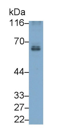 Cluster Of Differentiation 226 (CD226) Monoclonal Antibody - image 3