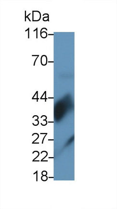 Human THP1 cell line was fixed with 2% paraformaldehyde